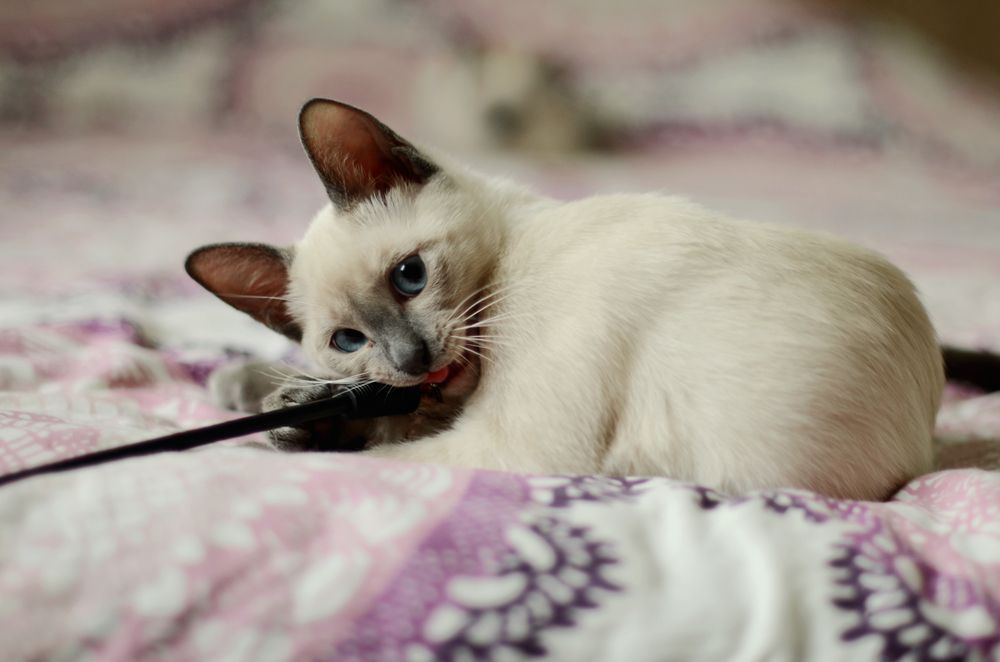 kociak tajski bawi się