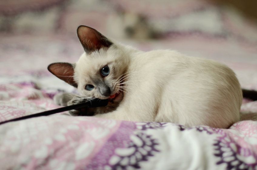 kociak tajski bawi się