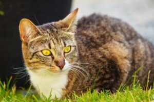 Czy kot może zmienić kolor sierści?