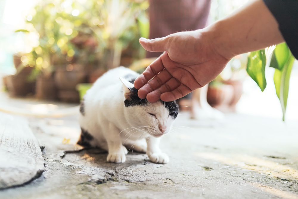 głaskanie kota