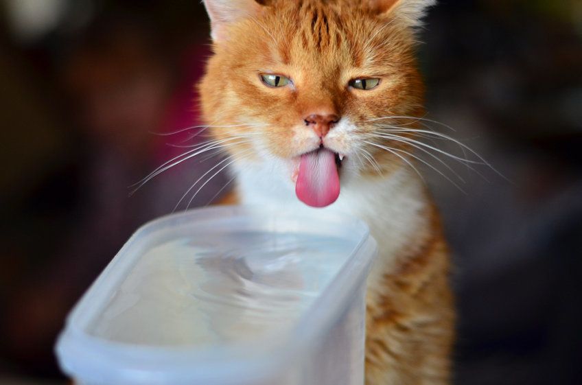 rudy kot liże plastikowy pojemnik