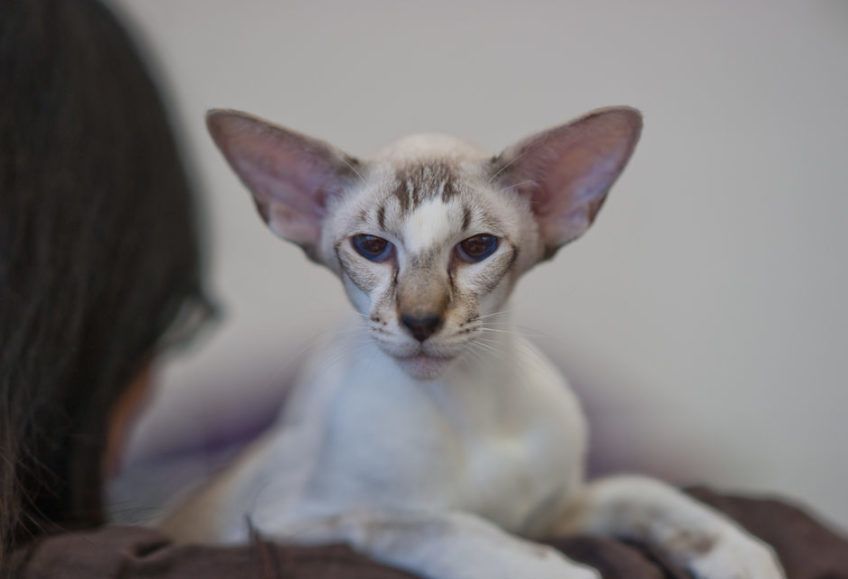 Kot syjamski na jasnym tle