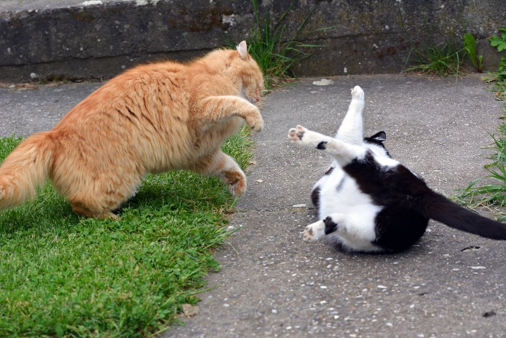dwa walczące koty