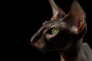 peterbald profil