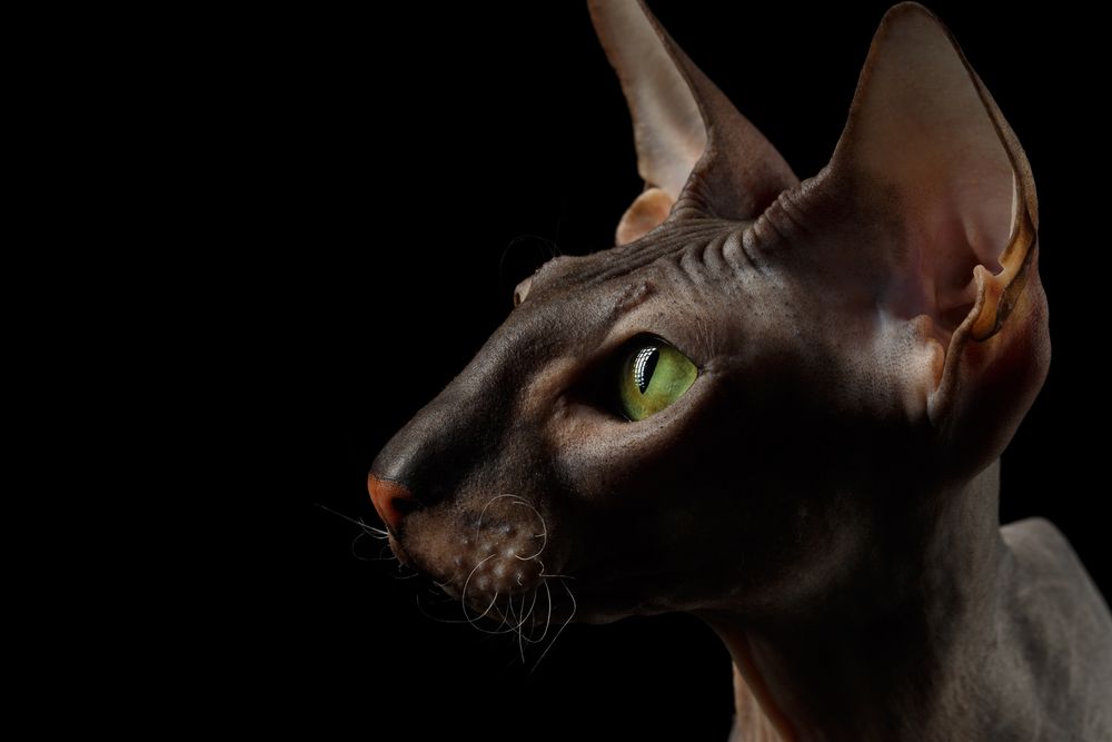 peterbald profil