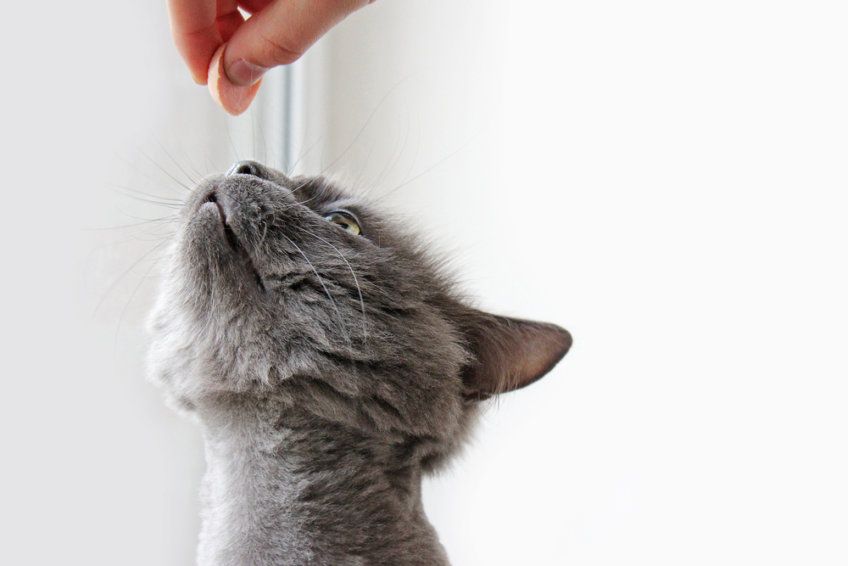 smaczki dla kota na przełamanie strachu