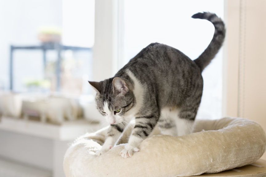 Kot o umaszczeniu tabby ugniata swoje legowisko