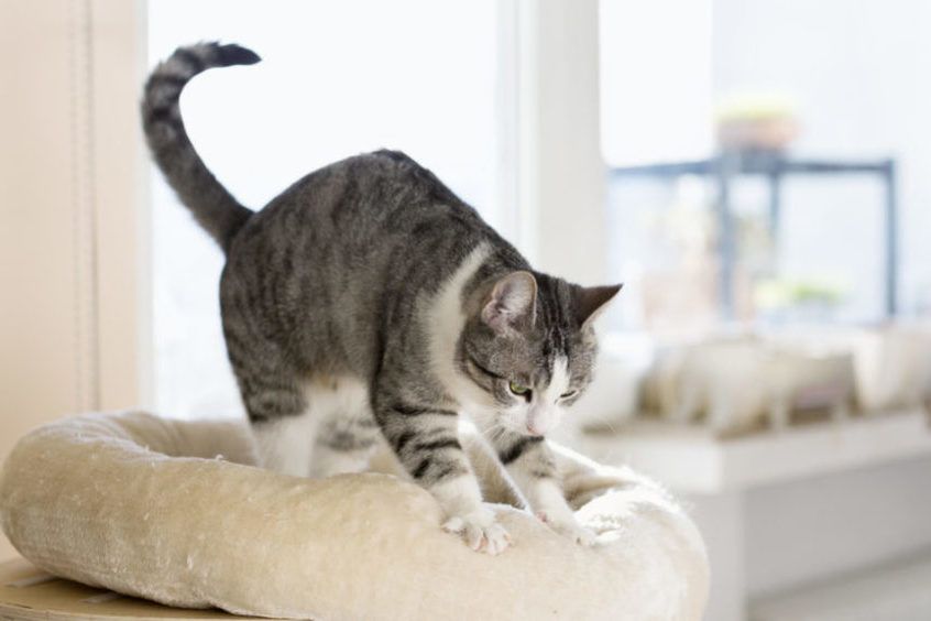 Kot o umaszczeniu tabby ugniata swoje legowisko