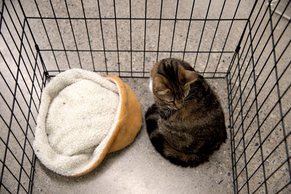 kot w klatce