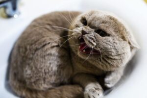 Zły kot leży w umywalce