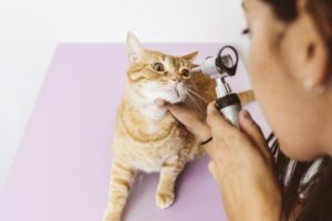 zapalenie rogówki u kota