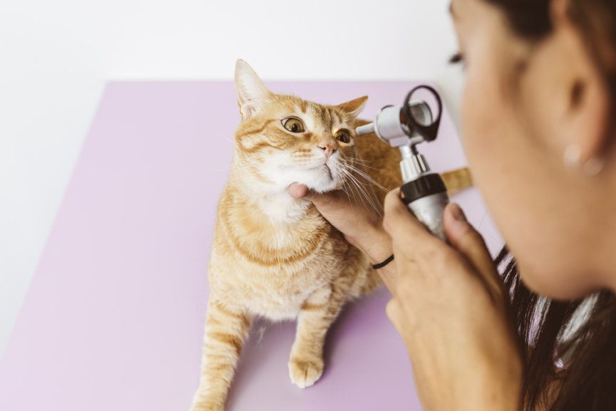 zapalenie rogówki u kota