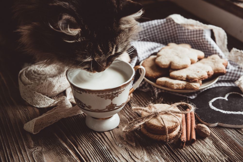 świąteczna dieta dla kota