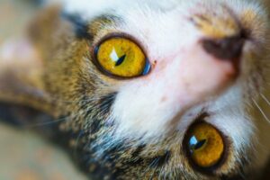 Bursztynowe oczy oka