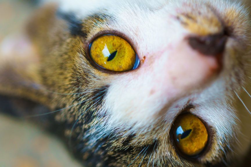 Bursztynowe oczy oka