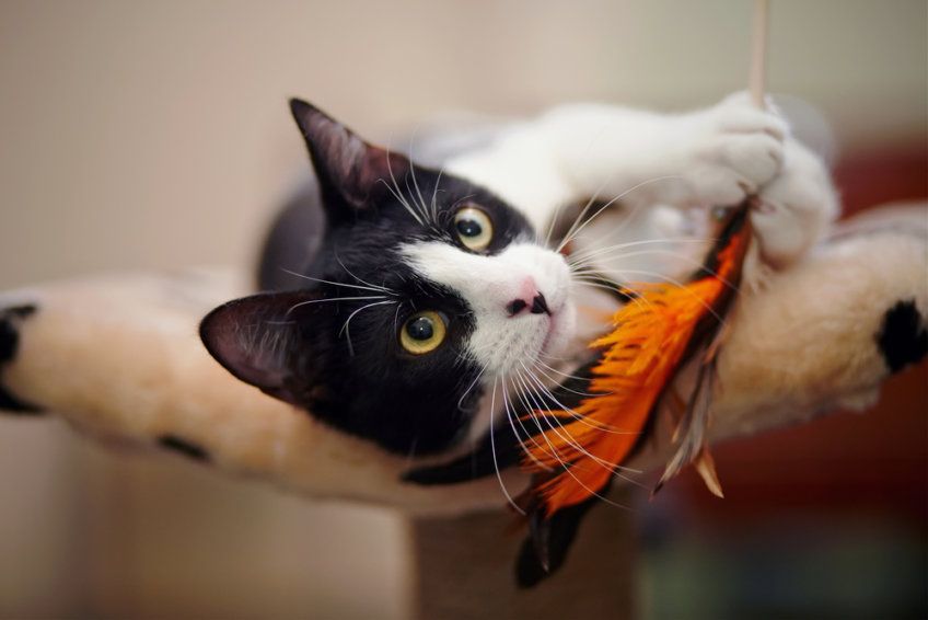 kot bawi się piórkami