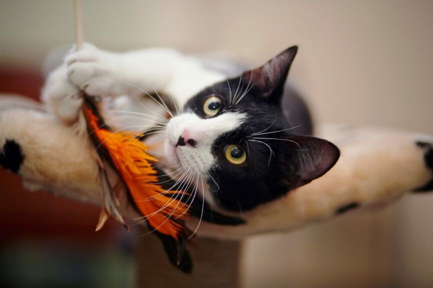 jak kończyć zabawęz kotem