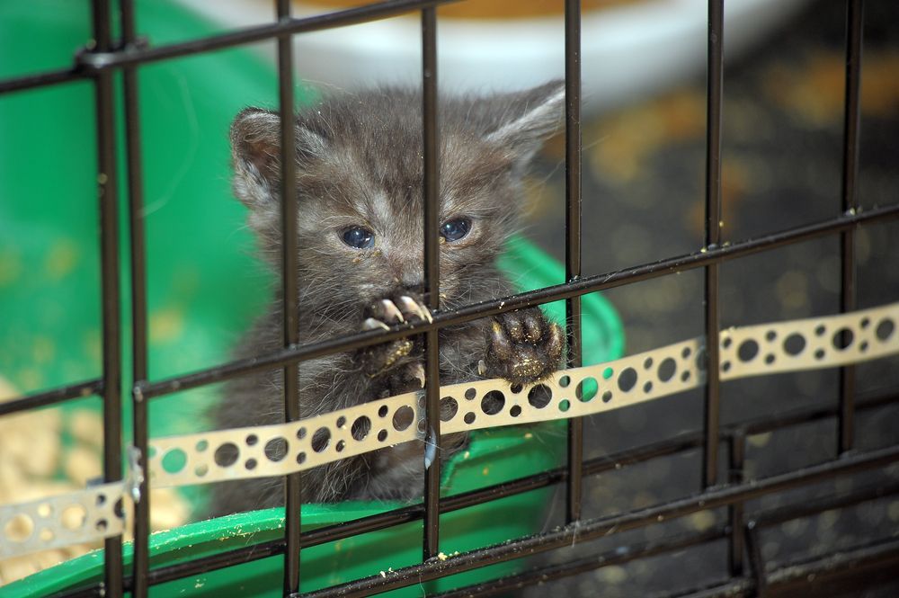 kociak w klatce w schronisku