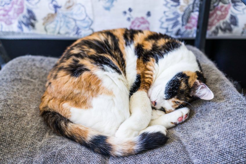Kot trikolor śpi zwinięty w kłębek