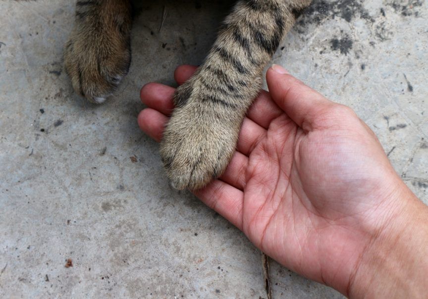 kocia łapka i dłoń człowieka