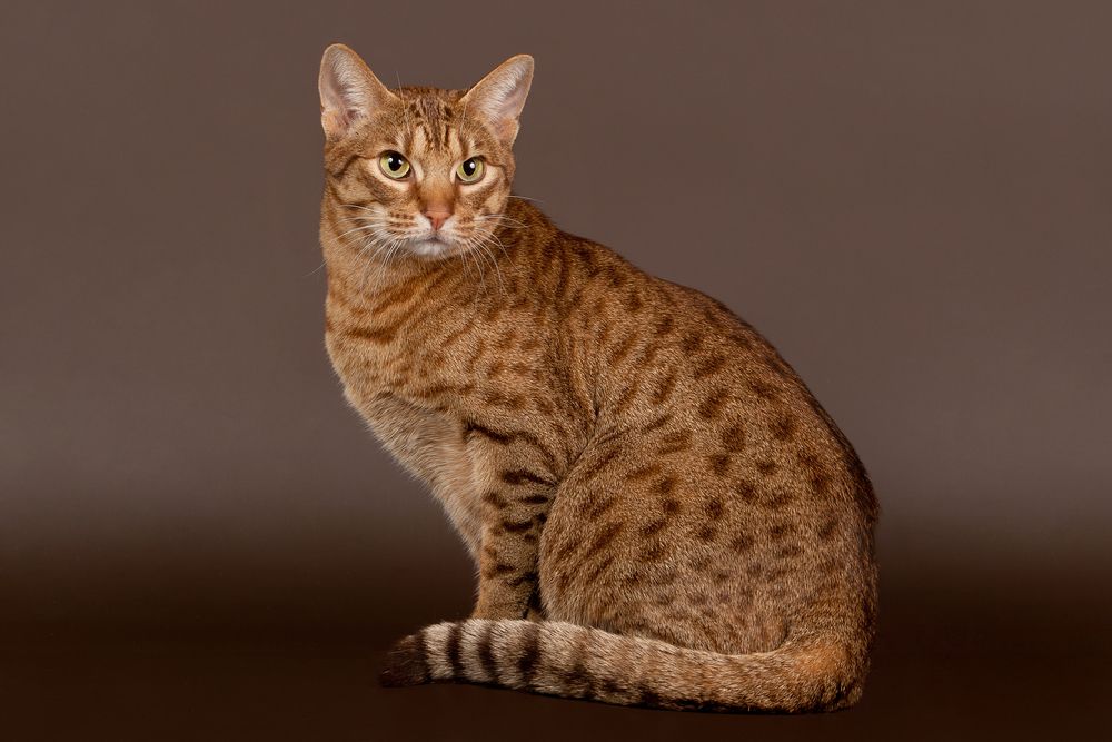 kot ocicat
