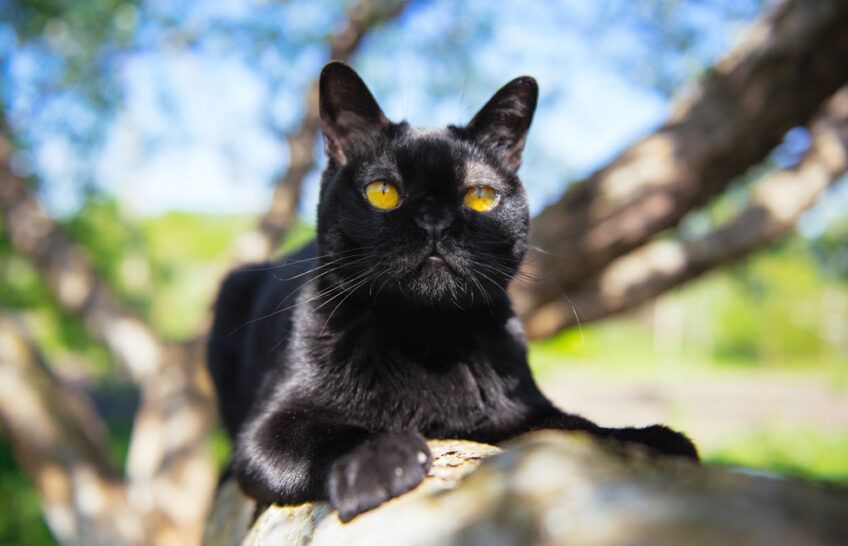 kot bombajski amerykańska rasa kotów