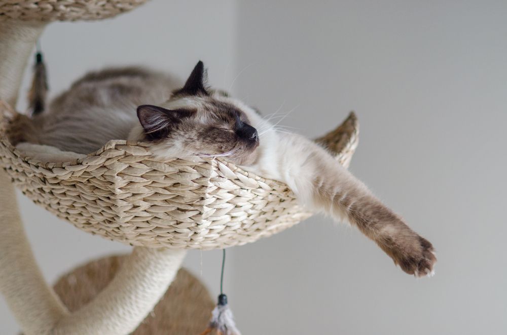 ragdoll odpoczywa na drapaku