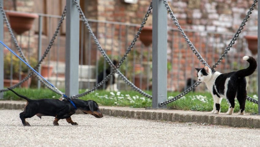 Pies na smyczy próbuje podejść do kota