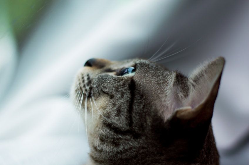 kot wpatruje się w ścianę