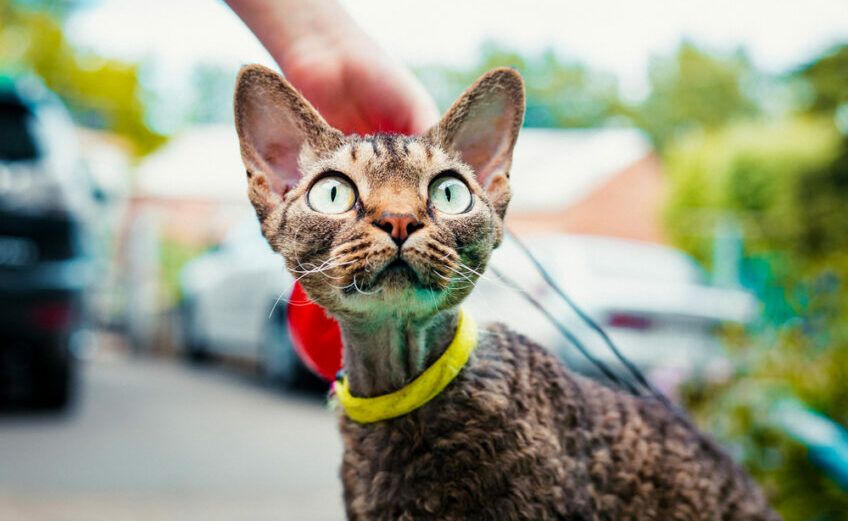 rasy z kręconą sierścią