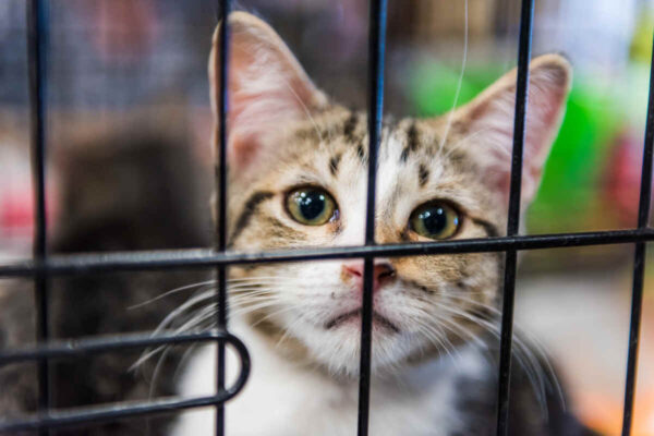 wirtualne adopcje kota