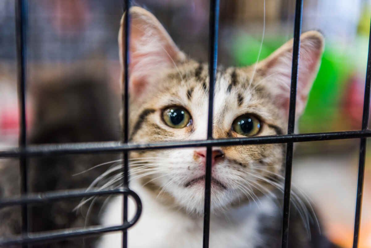 wirtualne adopcje kota