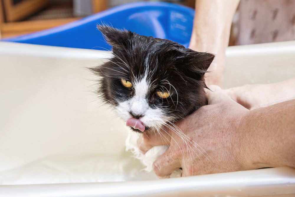 kot nerwowo się wylizuje