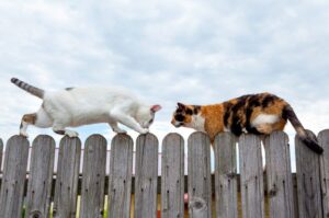 dwa koty na płocie