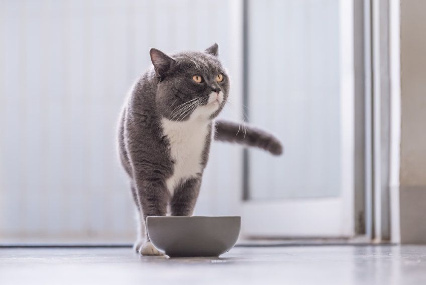 kot brytyjski z miską