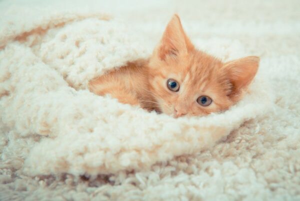 kociak leży na szaliku, kot ssie