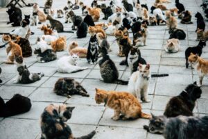 Kocia Wyspa Aoshima leży na południu Japonii w prefekturze Ehime.