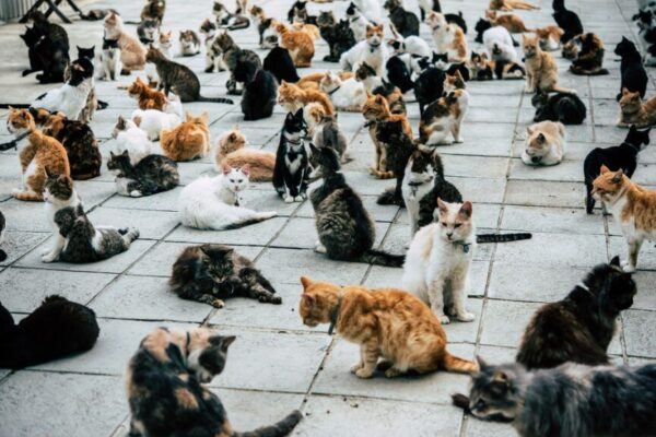 Kocia Wyspa Aoshima leży na południu Japonii w prefekturze Ehime.