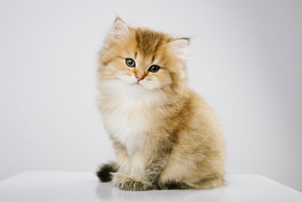 kot brytyjski długowłosy