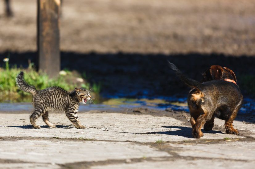 mały kociak syczy na psa