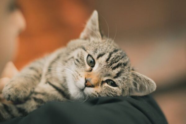 chcą zlikwidować koty