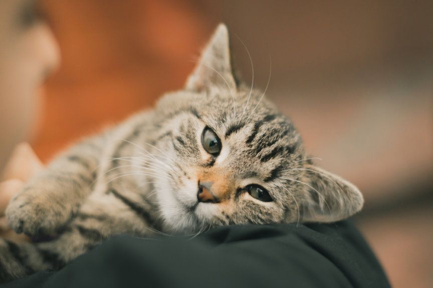 chcą zlikwidować koty