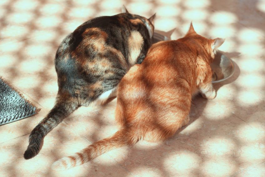 dwa koty tyłem do obiektywu podczas jedzenia