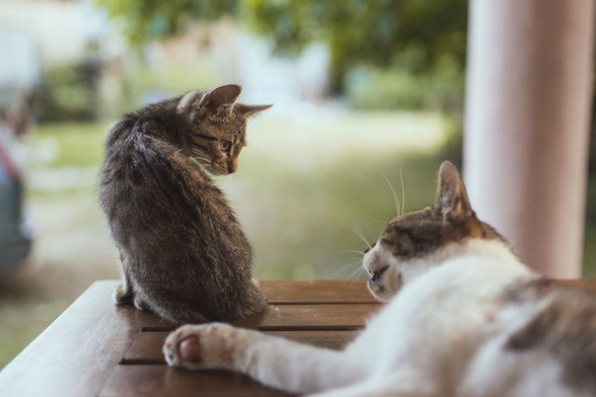 dwa koty się nie lubią
