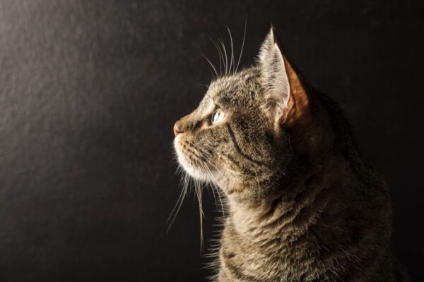 kot wpatruje się w pustą ścianę