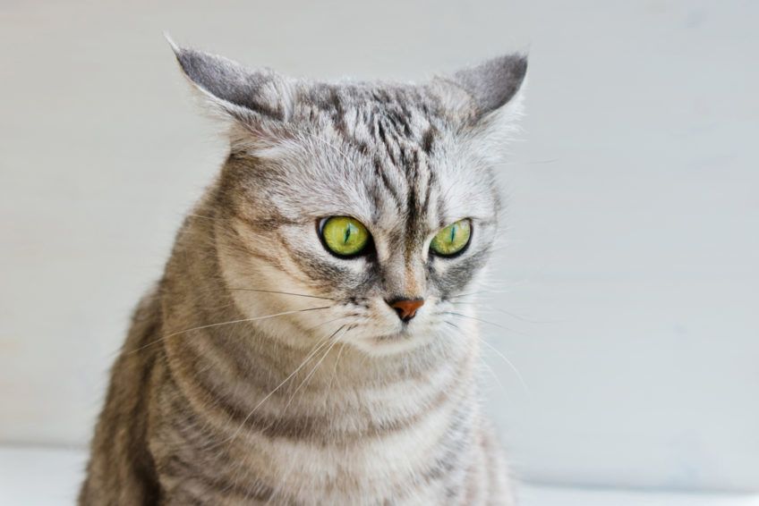 uszy kota ułożone na boki