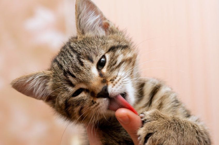 kot liże palec