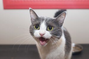 czy kot miauczy, kiedy jest sam w domu