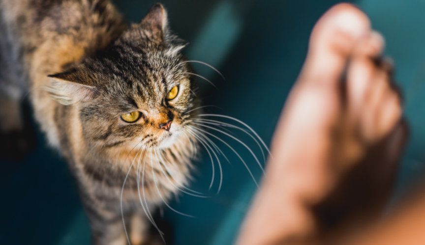 kot patrzy na stopę