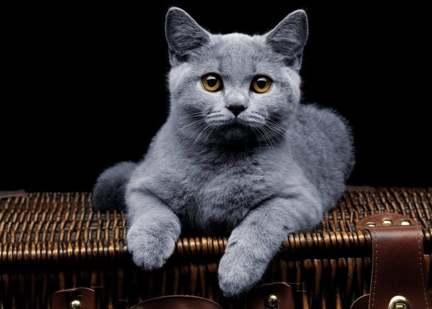 Młody kot brytyjski leży na walizce i patrzy w obiektyw